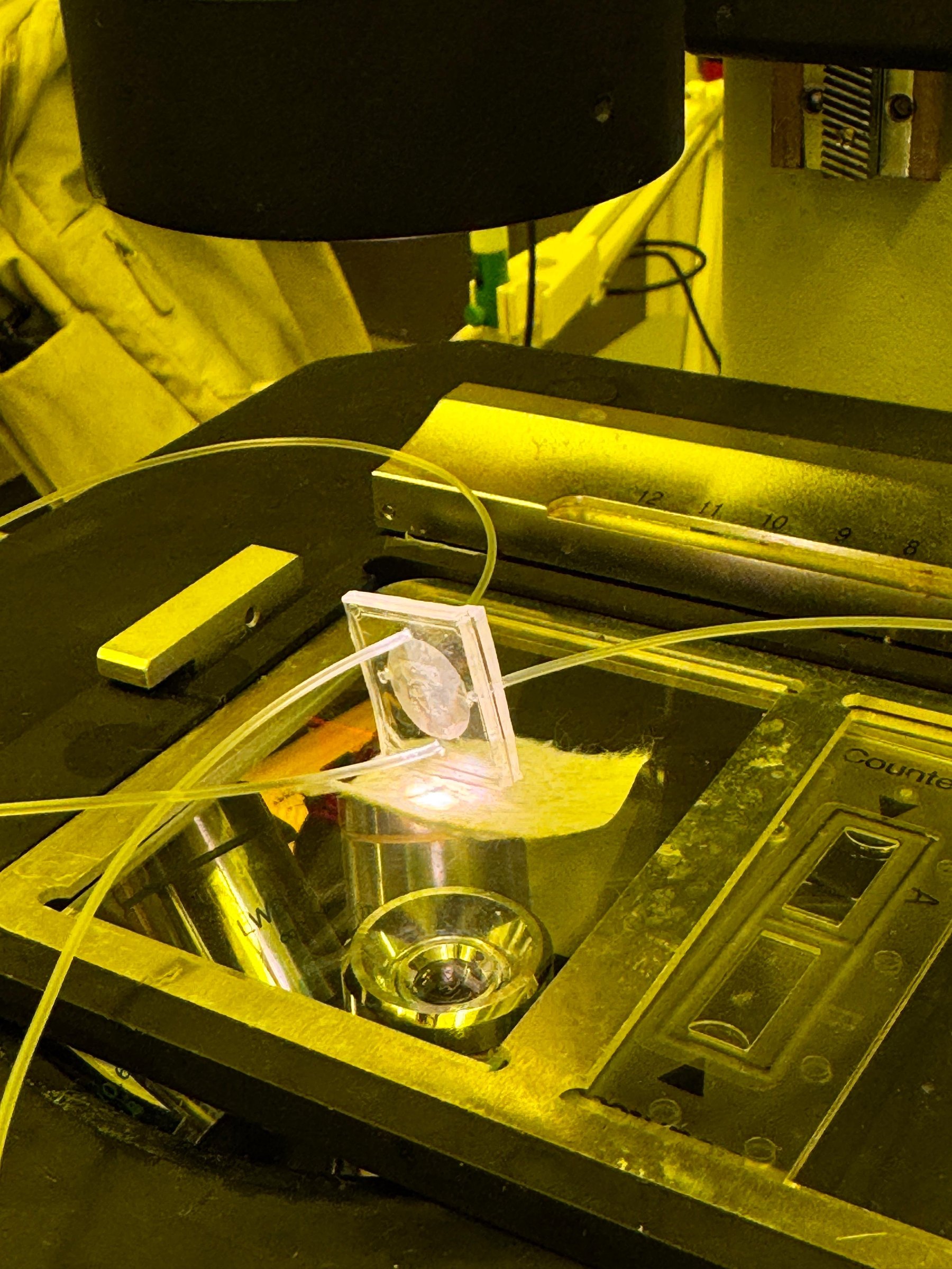 Amnion-on-a-Chip Microfluidic Platform